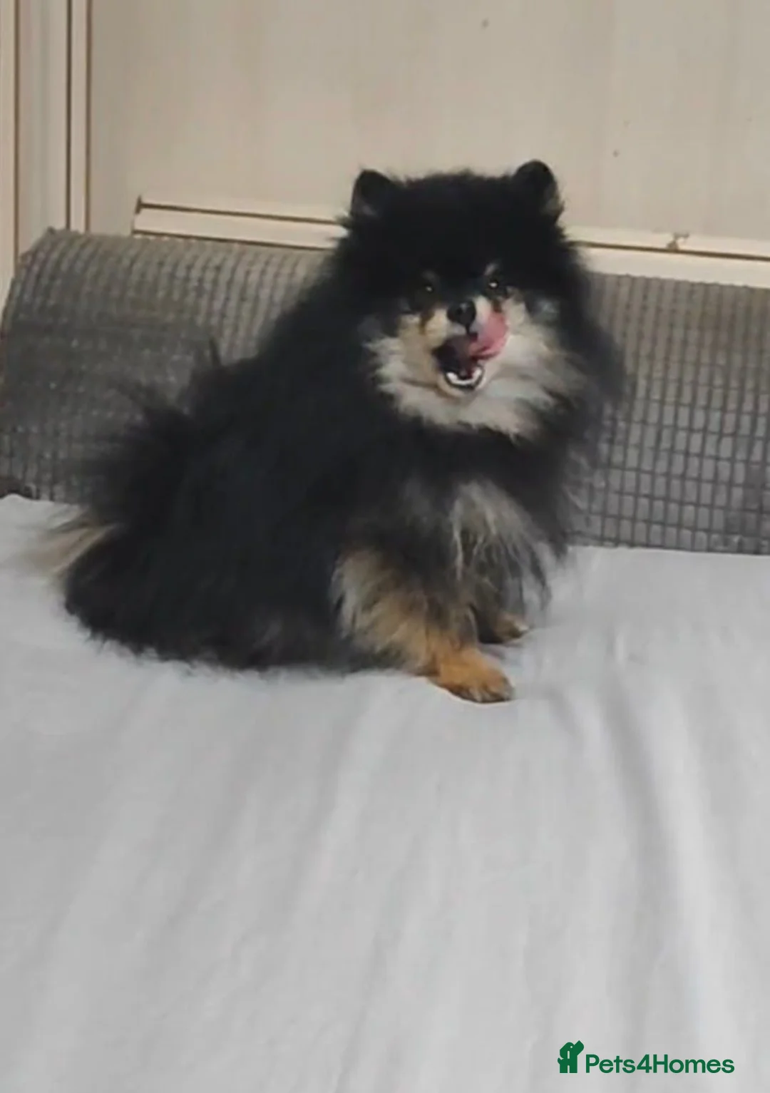 Pomeranian dogs for stud: Pomeranian boy for stud - Advert 2