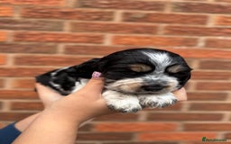 Cocker Spaniel dogs for sale: KC Reg Show Cocker Rizi Bizi bloodline Puppies - Image 11