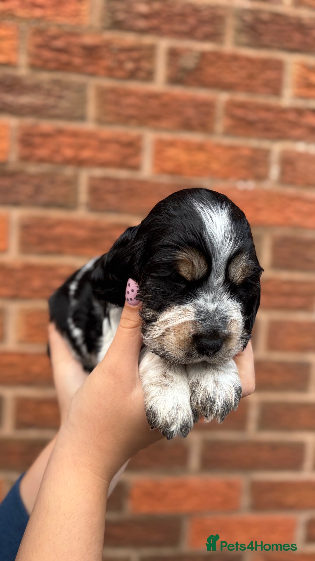 Cocker Spaniel dogs for sale: KC Reg Show Cocker Rizi Bizi bloodline Puppies - Image 11