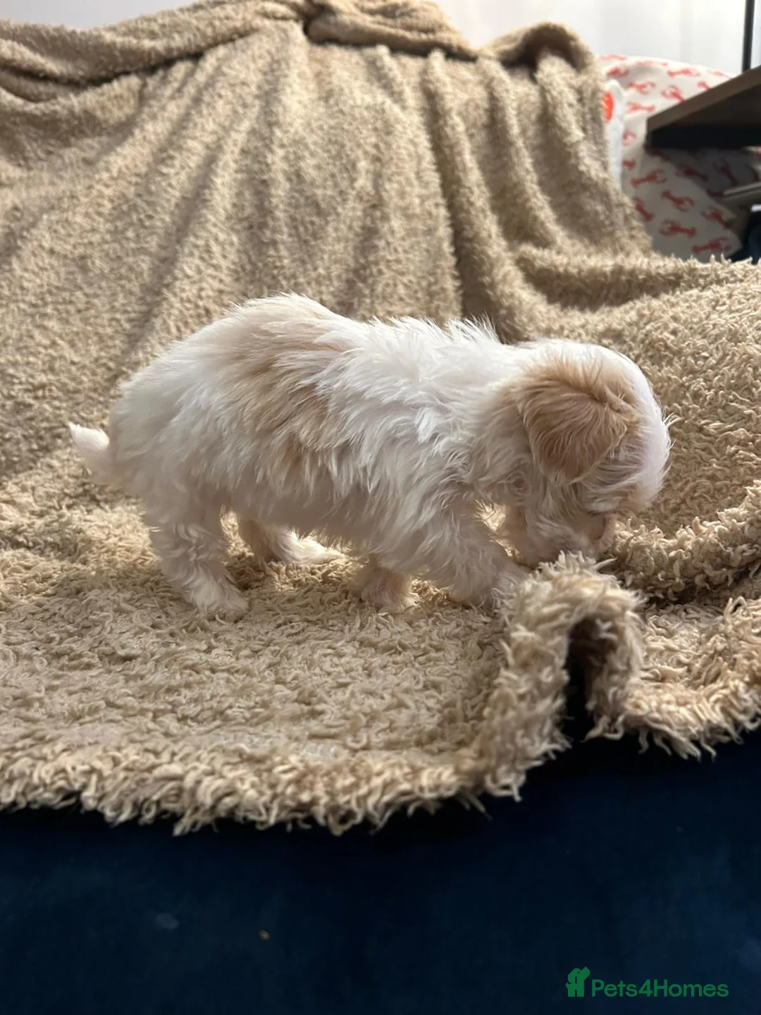 Havanese dogs for sale: Beautiful Havanese Puppies - Advert 18