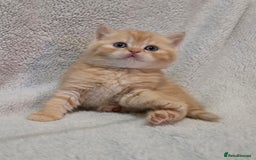 British Shorthair cats for sale: Beautiful British shorthair kittens - Image 1
