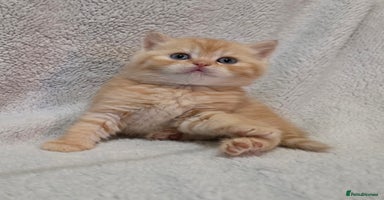 British Shorthair cats - Advert 16