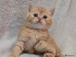British Shorthair cats - Advert 8