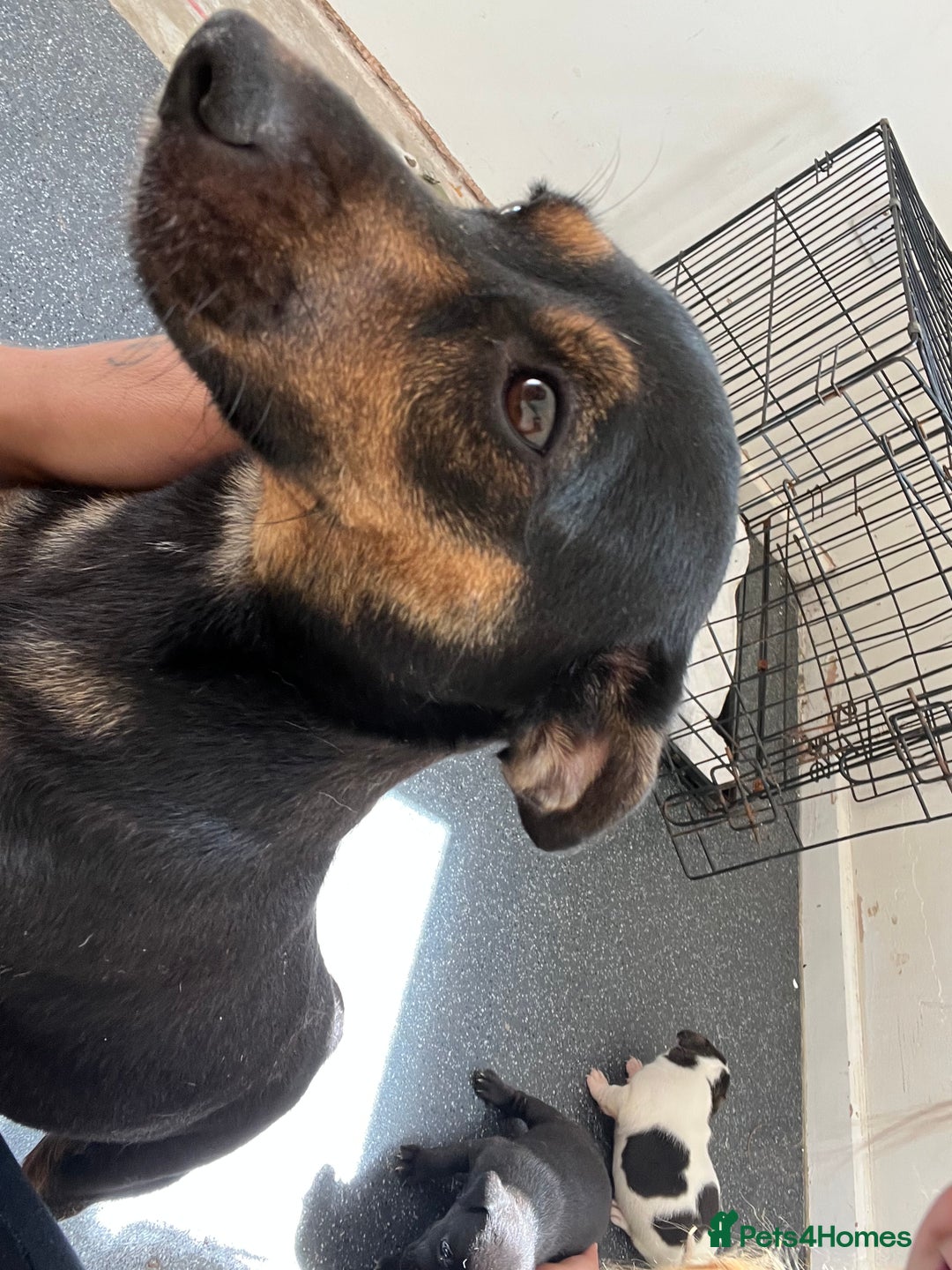 Jack Russell dogs for sale: 2 puppies for sales - Image 2