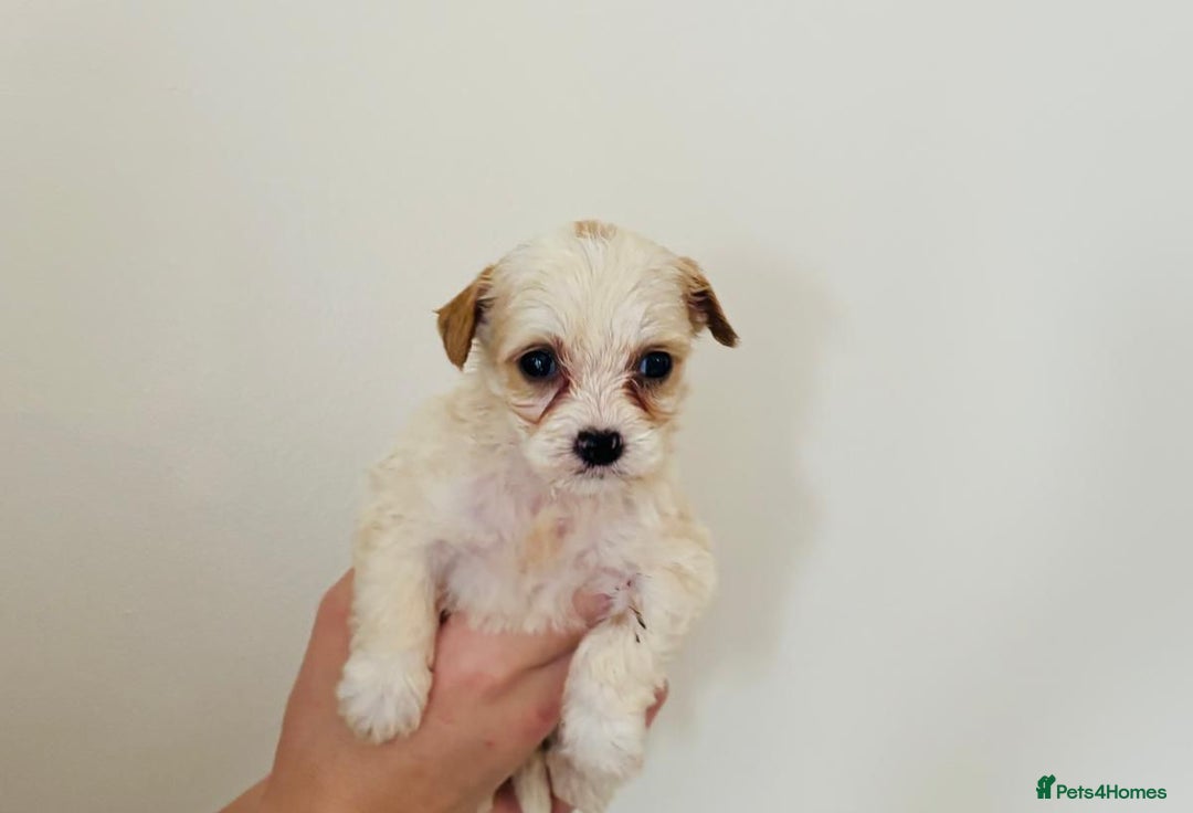 Cockapoo dogs for sale: Cockapoo Puppies  - Image 6