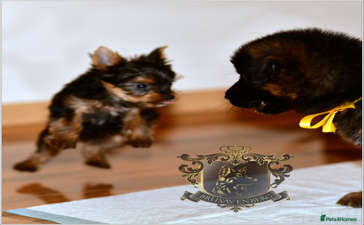 Yorkshire Terrier dogs - Advert 1