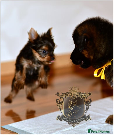 Yorkshire Terrier dogs - Advert 1