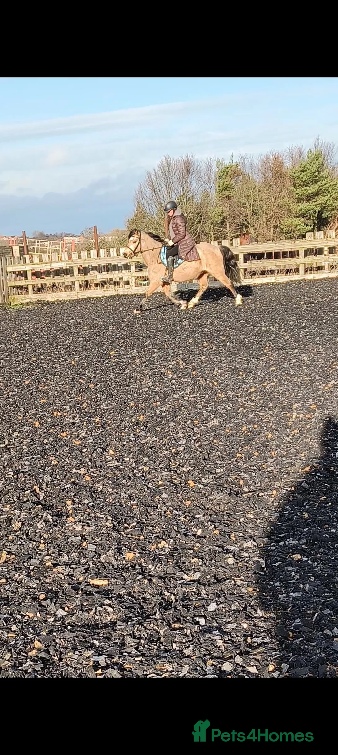 Welsh Section C horses for sale: Rising 4 registered Welsh C gelding  - Advert 2