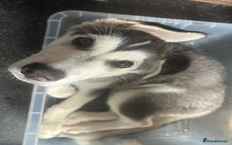 Siberian Husky dogs for sale: Husky pups 1 beautiful girl & 1 handsome boy left. - Image 5