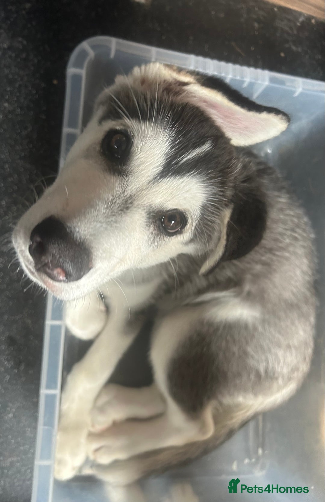 Siberian Husky dogs for sale: Husky pups 1 beautiful girl & 1 handsome boy left. - Image 5