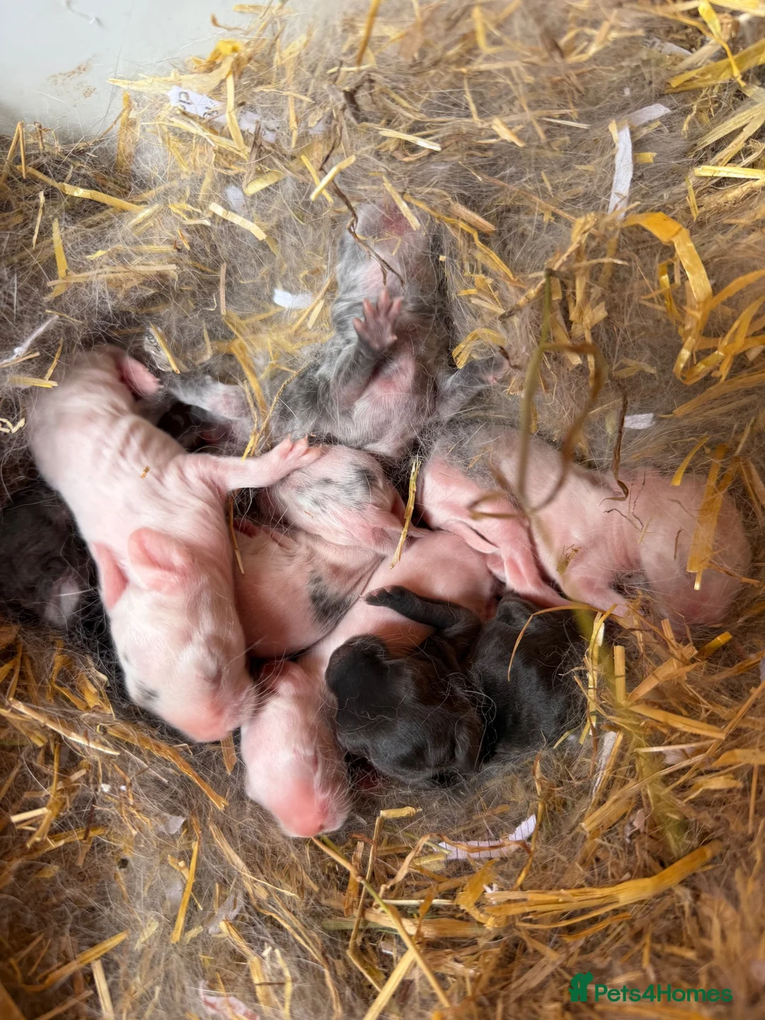 Dwarf Lop rabbits for sale: Dwarf Lop Baby Bunnies  in Guisborough - Advert 2