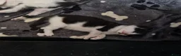 Mixed Breed cats for sale: Beautiful kittens  - Advert 8
