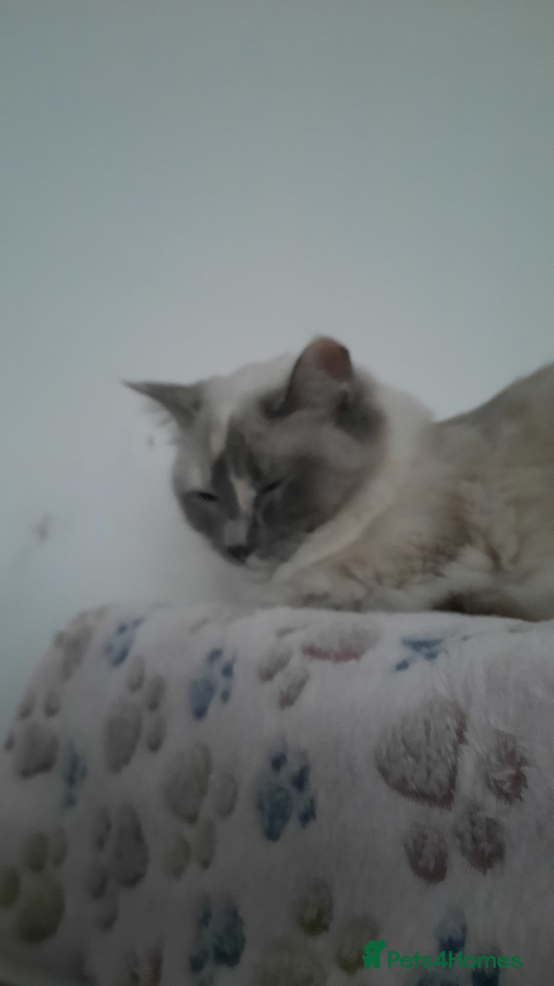 Ragdoll cats for sale: Tortie Ragdoll female  - Advert 7