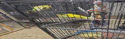 Budgerigars birds for sale: Budgies  - Advert 19