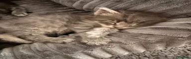 Maine Coon 2