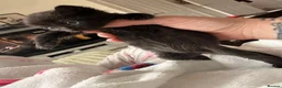 Mixed Breed cats for sale: Black and white female kitten  - Advert 7