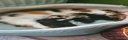 Mixed Breed cats for sale: Gorgeous Persian Maincoon Cross  - Advert 13