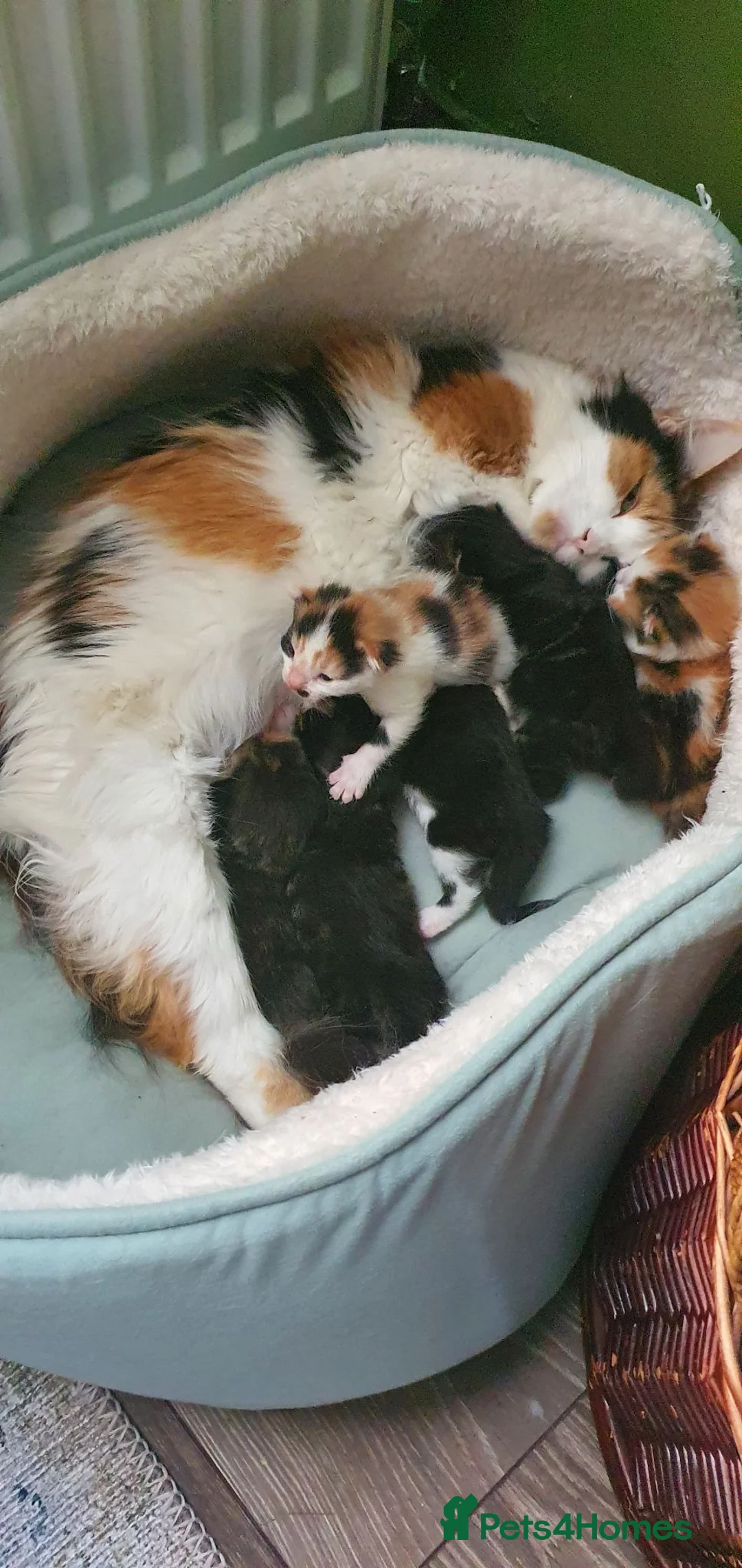 Mixed Breed cats for sale: Gorgeous Persian Maincoon Cross  - Advert 13