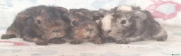 Guinea Pig rodents for sale: MEADOW SIDE CAVIES BABY GUINEA PIGS HEREFORDSHIRE  - Advert 27