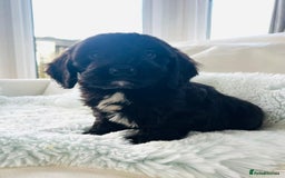 Cockapoo dogs for sale: F1 cockapoo puppies  - Image 3