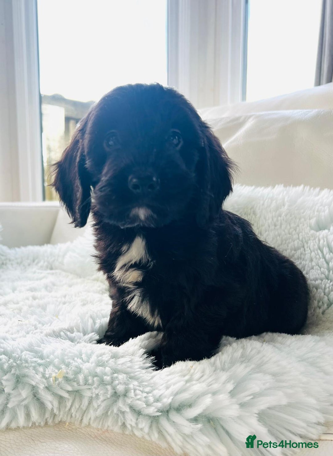 Cockapoo dogs for sale: F1 cockapoo puppies  - Image 3