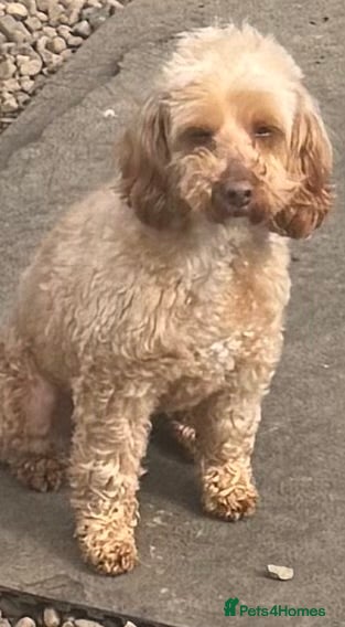 Cockapoo dogs Stunning Cockapoo - Advert 1