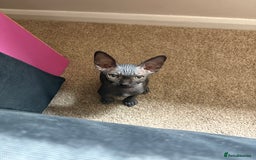 Sphynx cats for sale: Sphynx Boy including Everything Needed! - Image 2