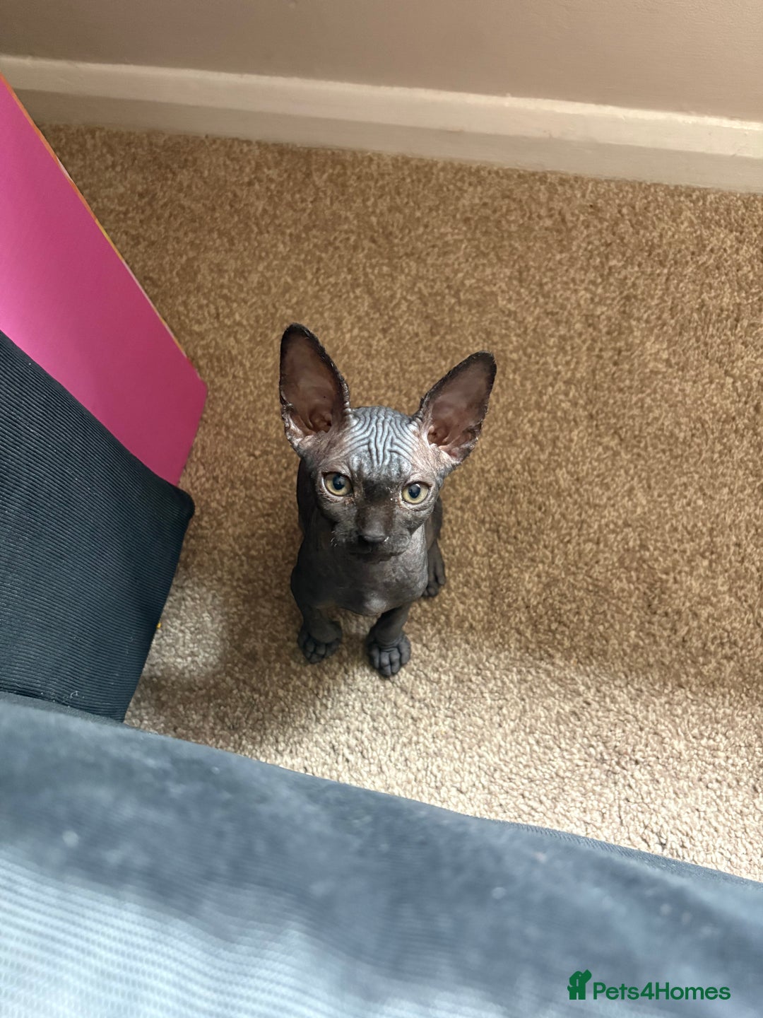 Sphynx cats for sale: Sphynx Boy including Everything Needed! - Image 2