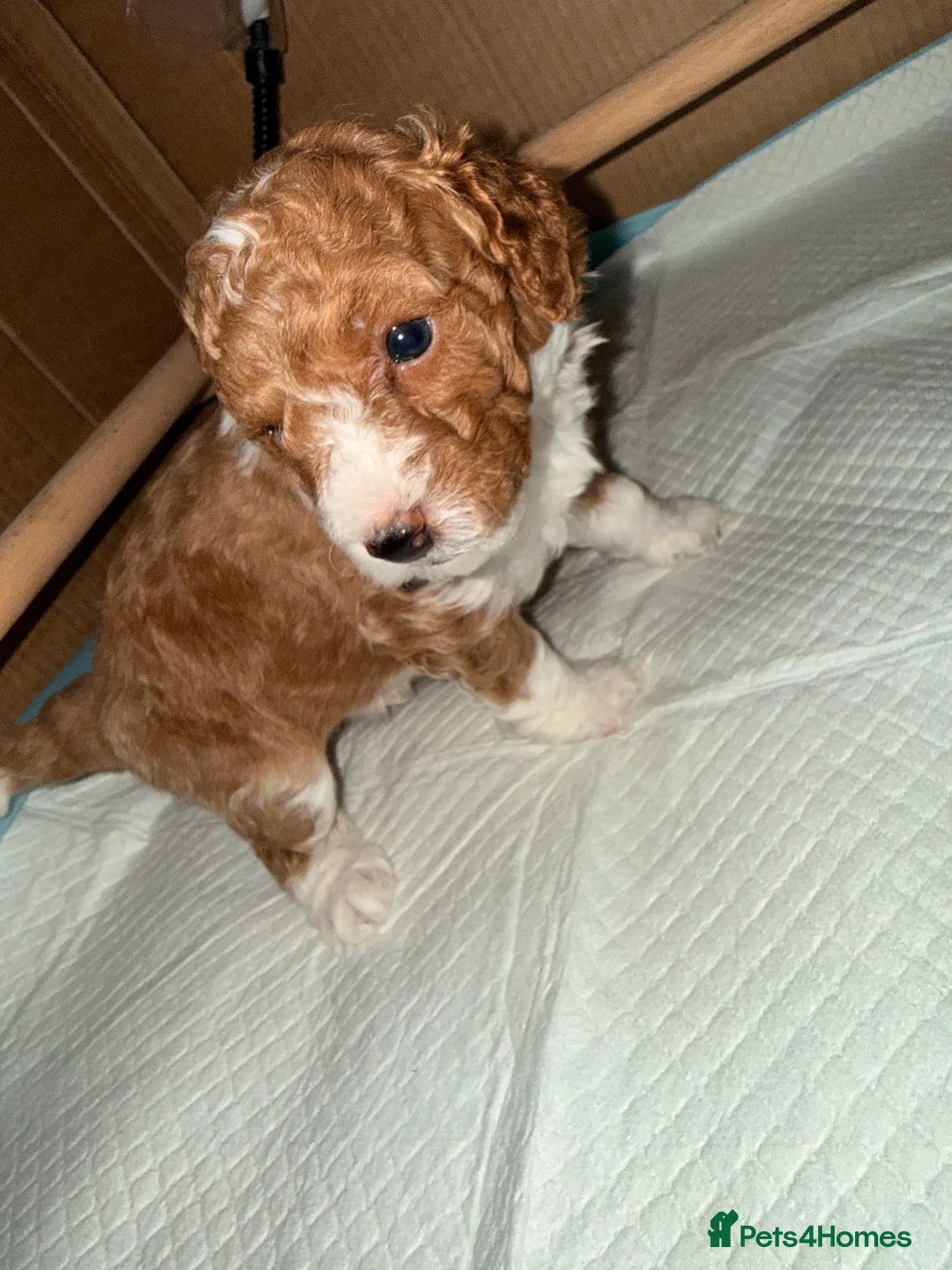 Cockapoo dogs for sale: Toy Poodle x Cockapoo Puppies Family Raised in Hayes - Advert 9