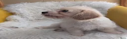 Mixed Breed dogs for sale: Adorable, dachshund/schnauzer/shichon x  in Margate - Advert 17
