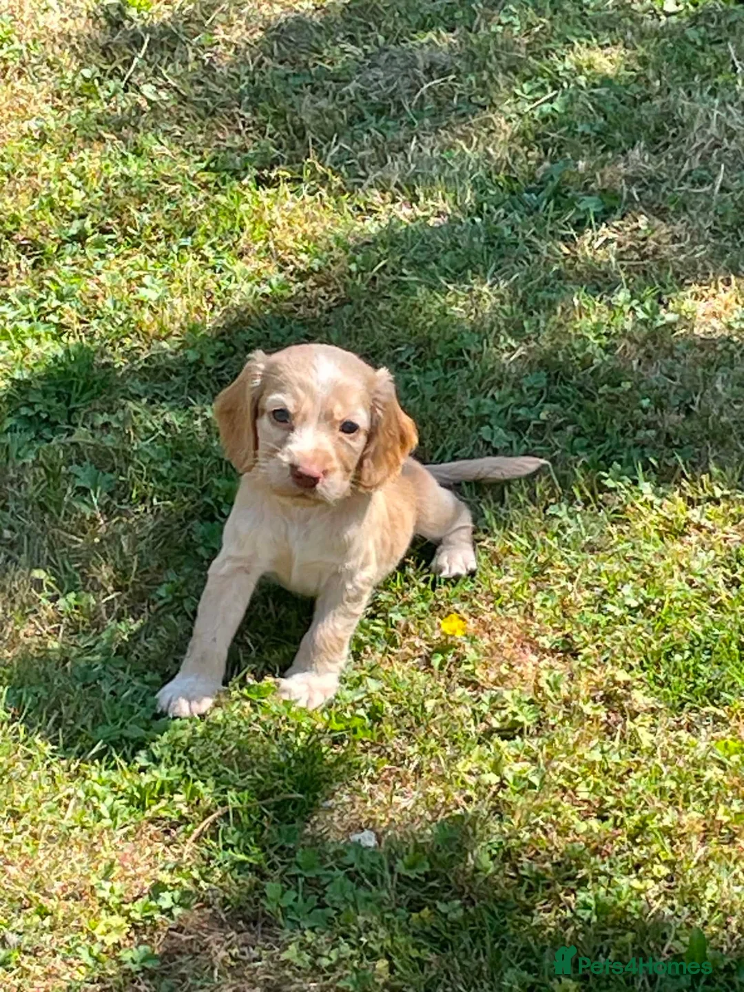 Cocker Spaniel dogs for sale: Cocker spaniel  - Advert 2