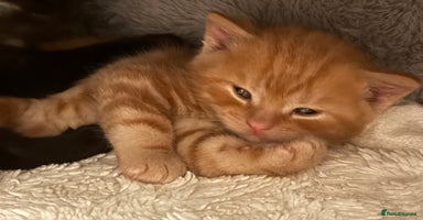 Mixed Breed cats - Advert 6