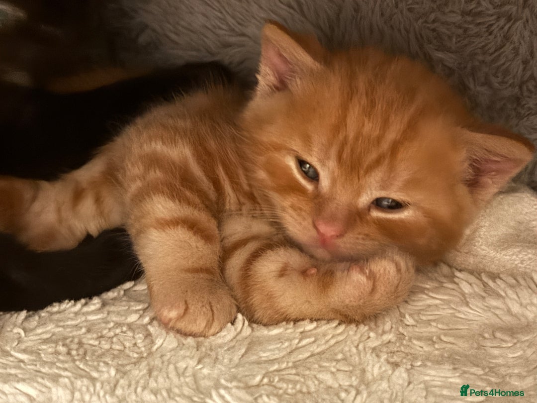 Mixed Breed cats for sale: 5 Beautiful Kittens - Image 3