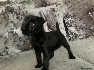 Patterdale Terrier dogs patterdale terrier puppies - Advert 13