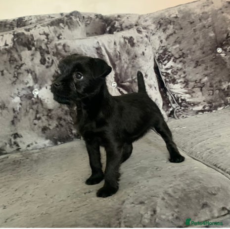 Patterdale Terrier dogs patterdale terrier puppies - Advert 9