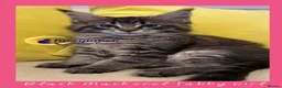 Maine Coon cats for sale: Gorgeous TICA Pedigree Maine Coon Kittens - Advert 33