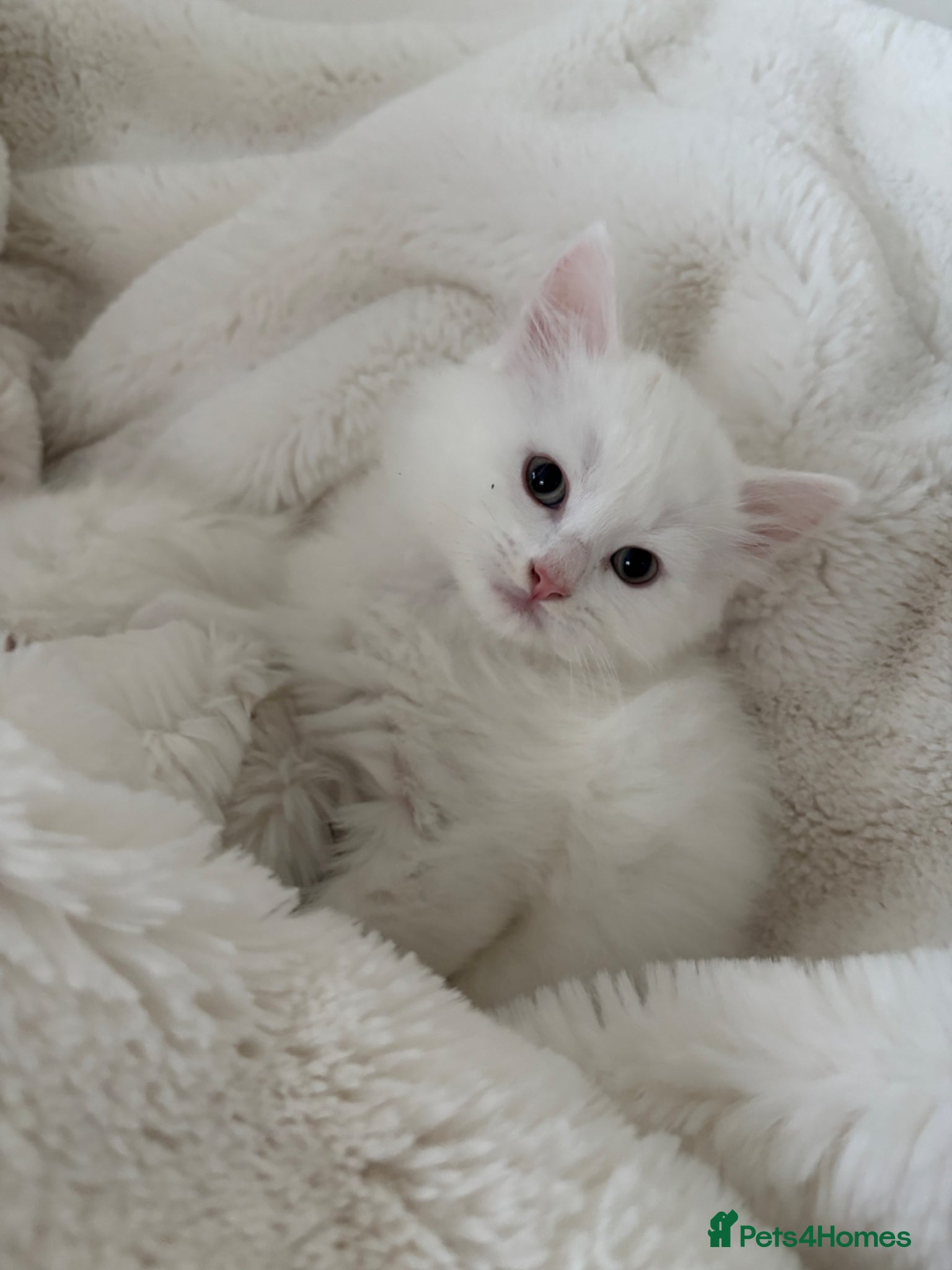 Mixed Breed cats Half Turkish van fluffy kittens! - Advert 6