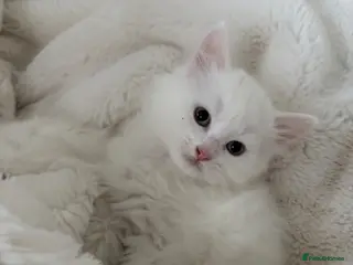 Mixed Breed cats Half Turkish van fluffy kittens! - Advert 6