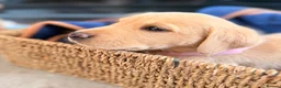 Labrador Retriever dogs for sale: Working Labrador Puppies – KC Registered in Shrewsbury - Advert 4