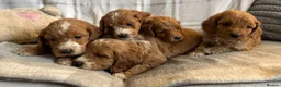 Cockapoo dogs for sale: F1b cockapoo puppies - Health test clear  in Staines - Advert 19