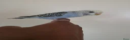 Budgerigars birds for sale: Silly hand tamed baby budgies for sale  - Advert 5