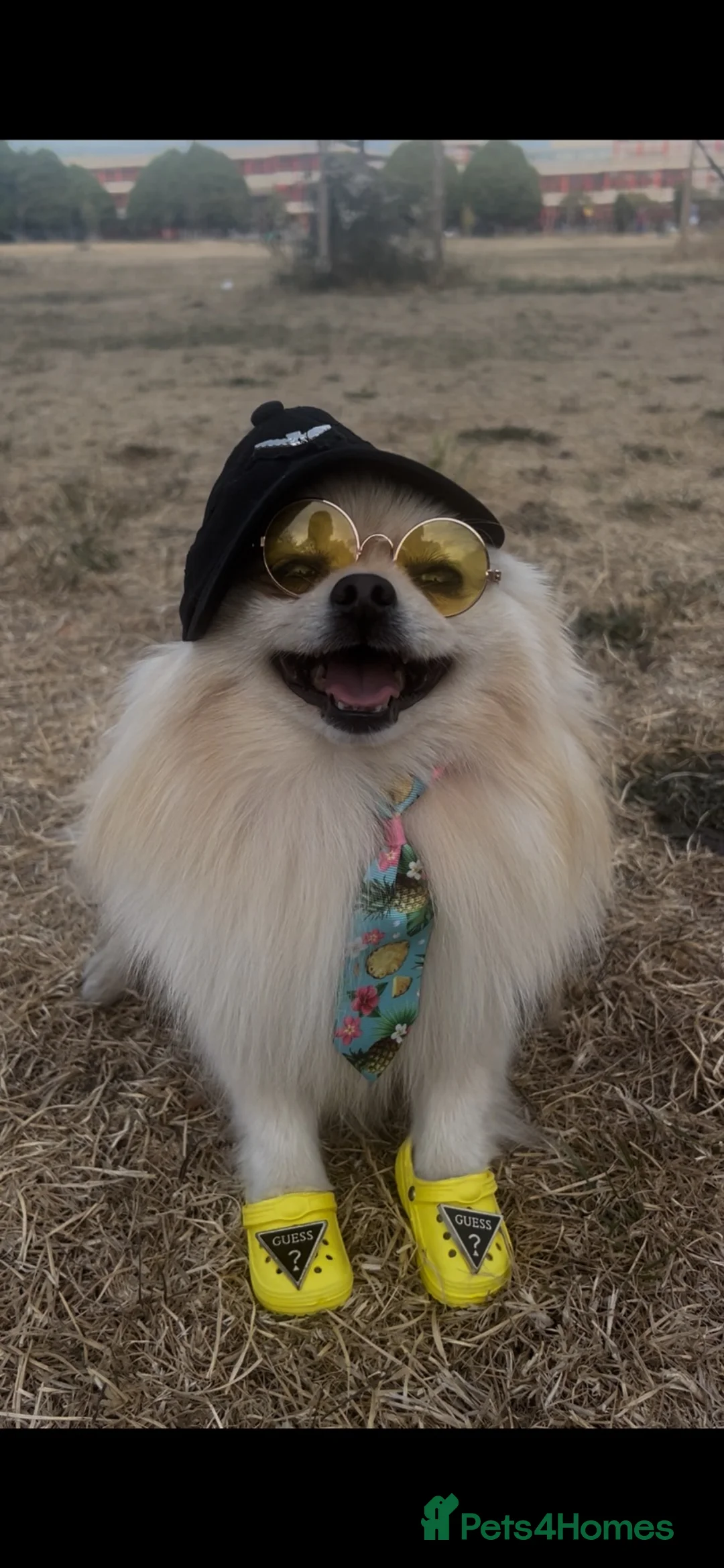 Pomeranian dogs for stud: A handsome Pomeranian male for stud 😍 in London - Advert 2