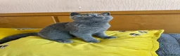 British Shorthair cats for sale: Gccf registered kittens  - Advert 24