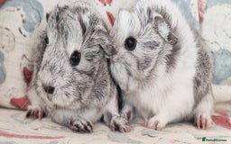 Guinea Pig rodents for sale: BABY GUINEA PIGS AVAILABLE HEREFORDSHIRE  - Image 16