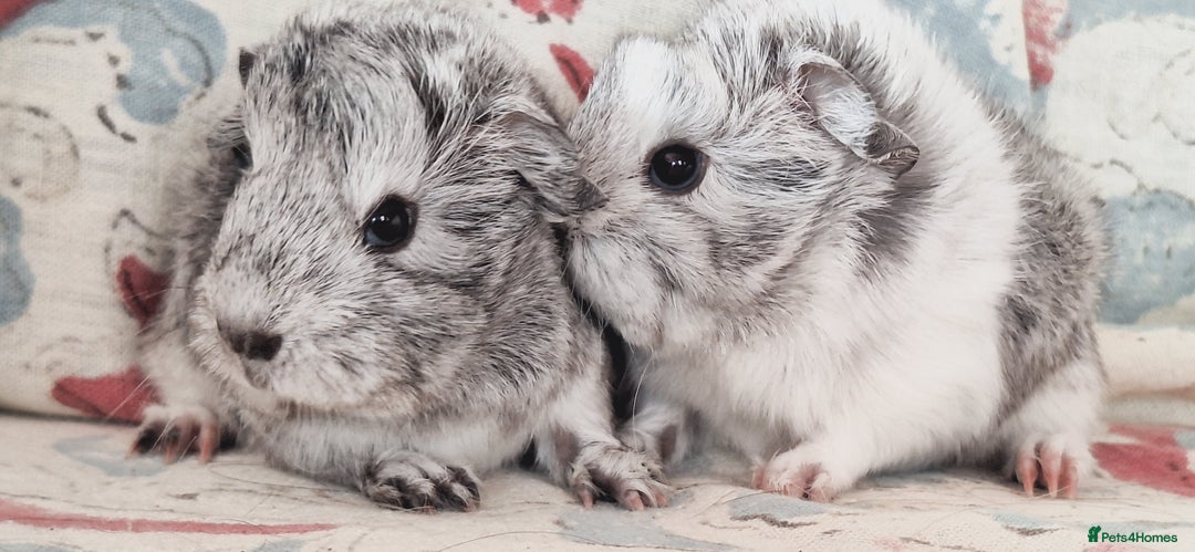 Guinea Pig rodents for sale: BABY GUINEA PIGS AVAILABLE HEREFORDSHIRE  - Image 16