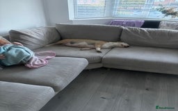 English Bull Terrier dogs for sale: WAITING LIST - KC Registered EBT pups - Image 3