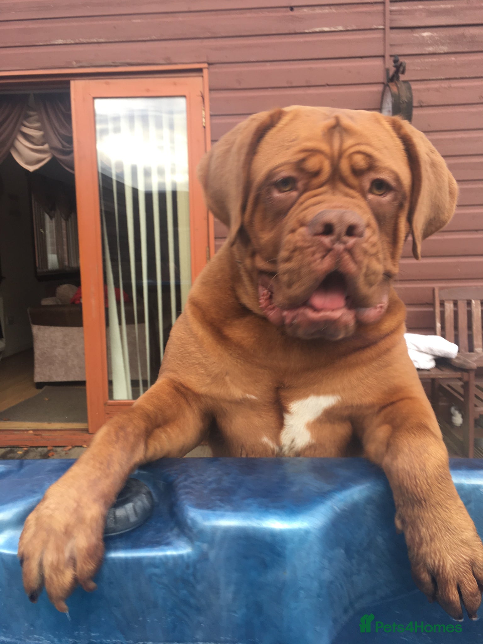 Dogue De Bordeaux dogs Bordeaux Babies - Advert 1