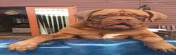 Dogue De Bordeaux dogs for sale: Bordeaux Babies - Advert 1