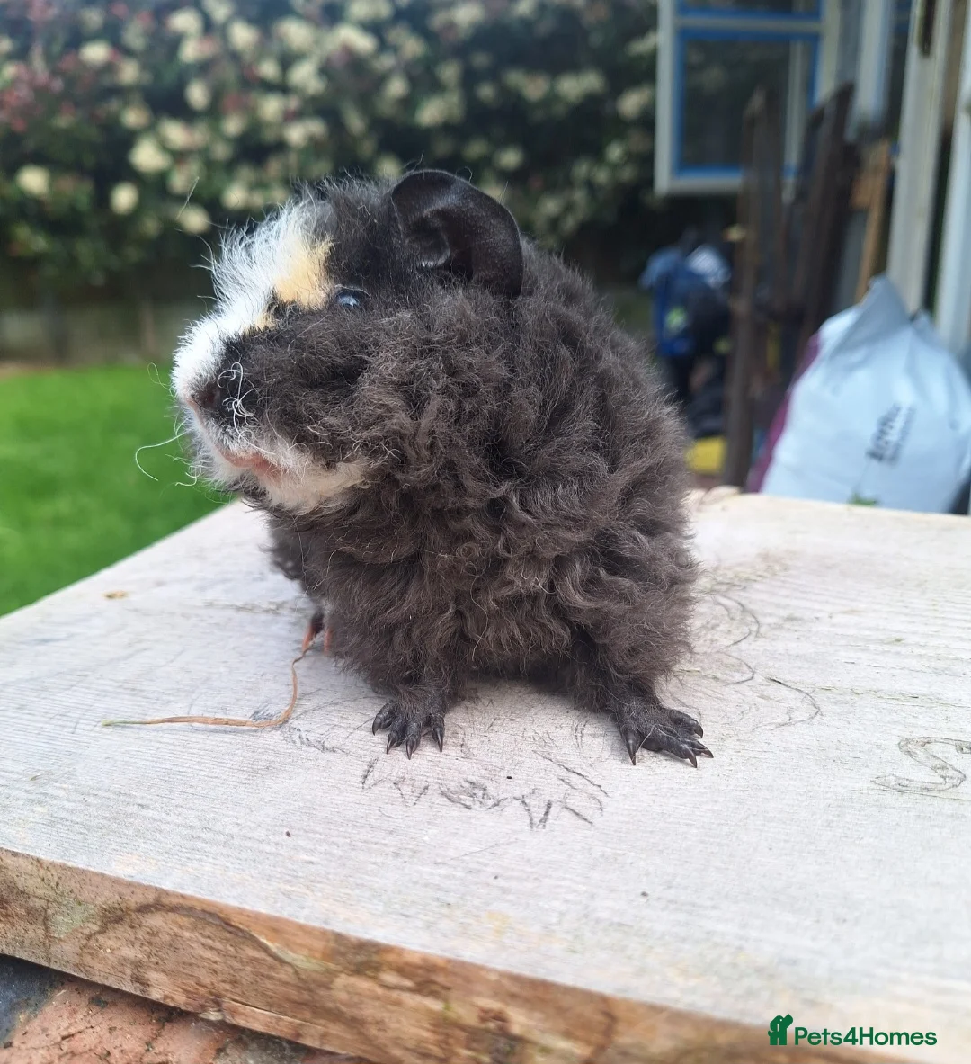 Guinea Pig rodents for sale: Pair of male guinea pigs and single male - Advert 2