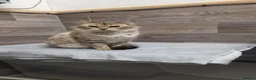 Bengal cats for sale: CASHMERE BENGAL BOY TICA REGISTERED  - Advert 5